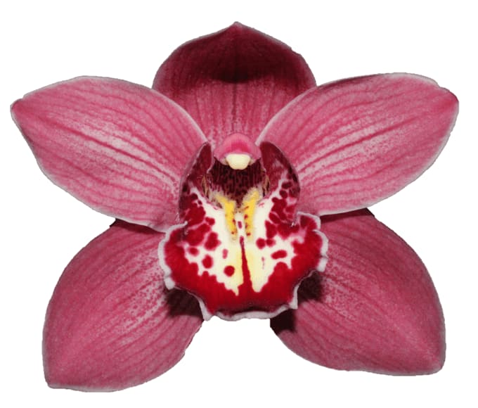 Cymbidium large flowered TRINITY