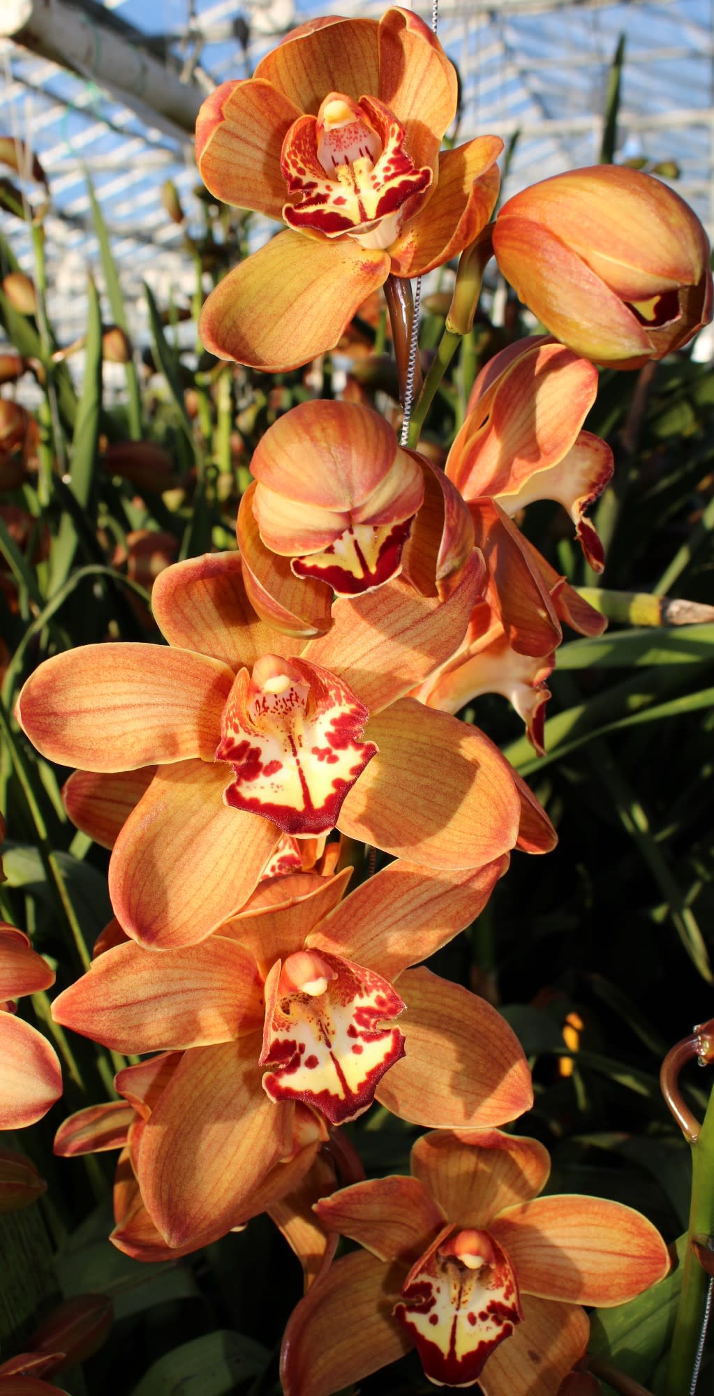 Cymbidium large flowered MICHELLE