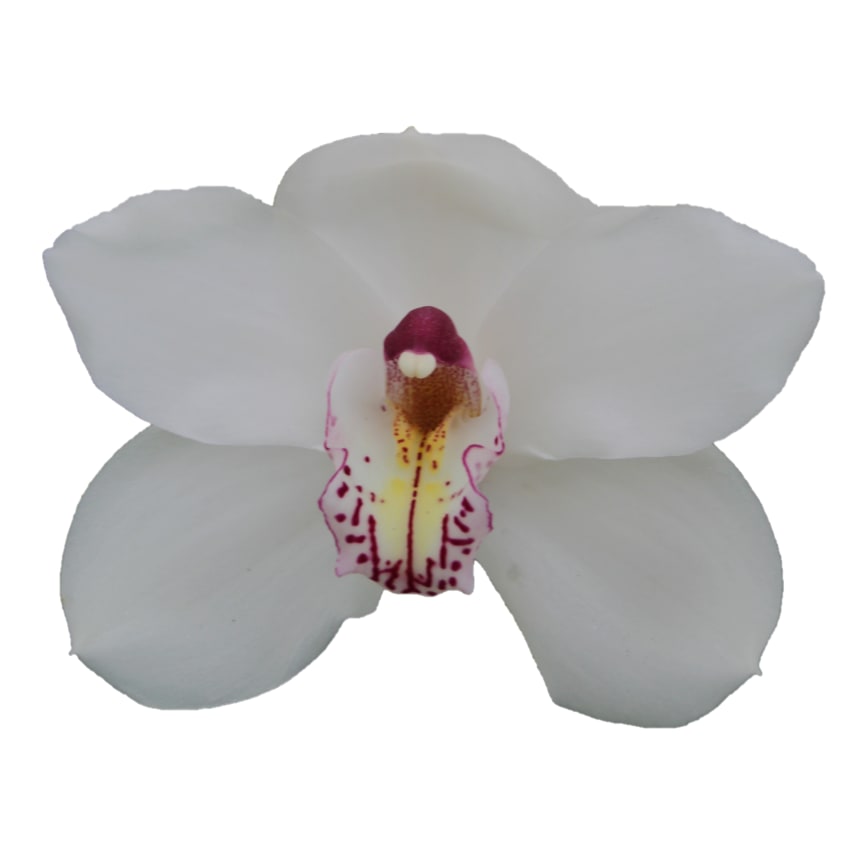 Cymbidium large flowered VANITY