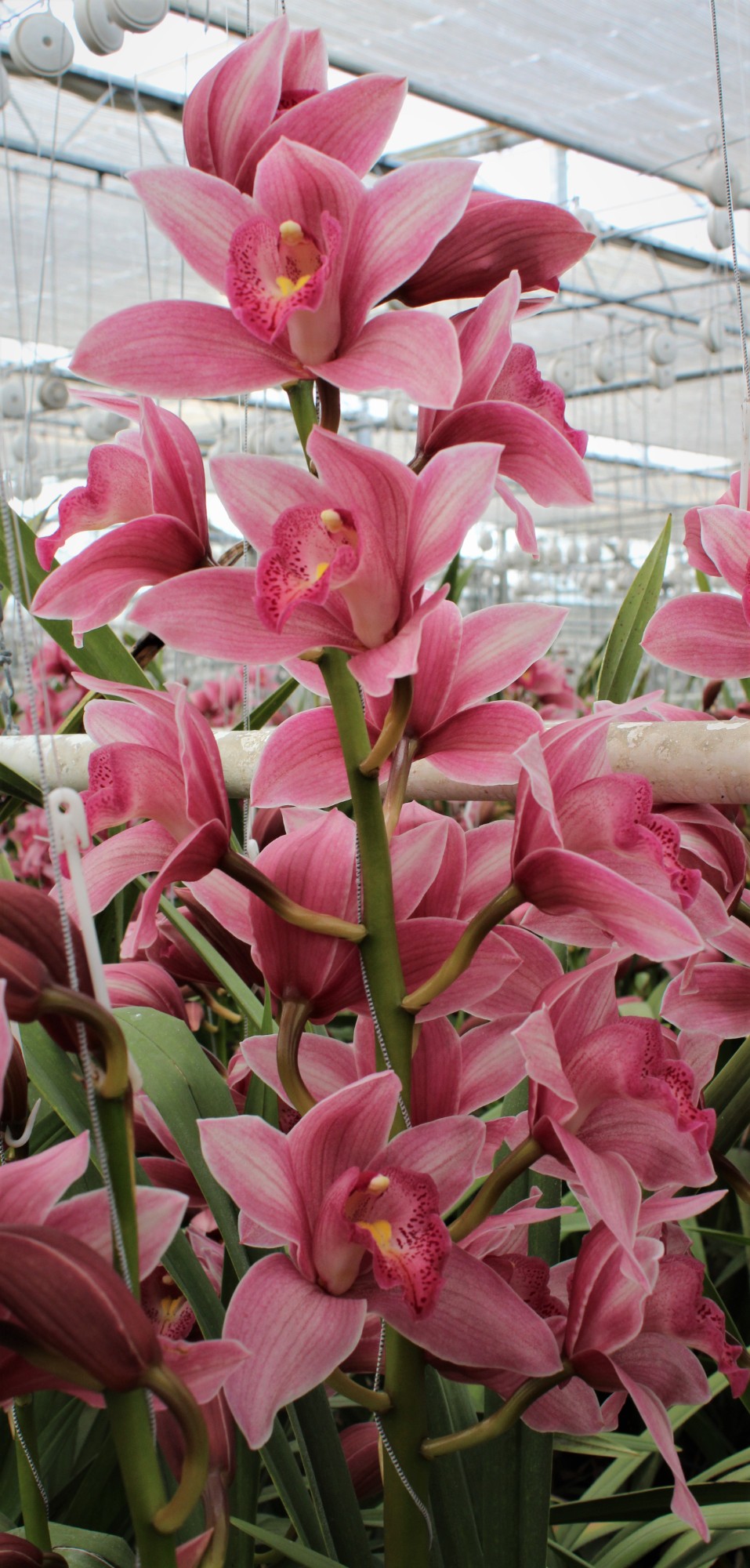 Cymbidium large flowered ELLIO RO C290