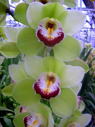 Cymbidium large flowered LIMONES