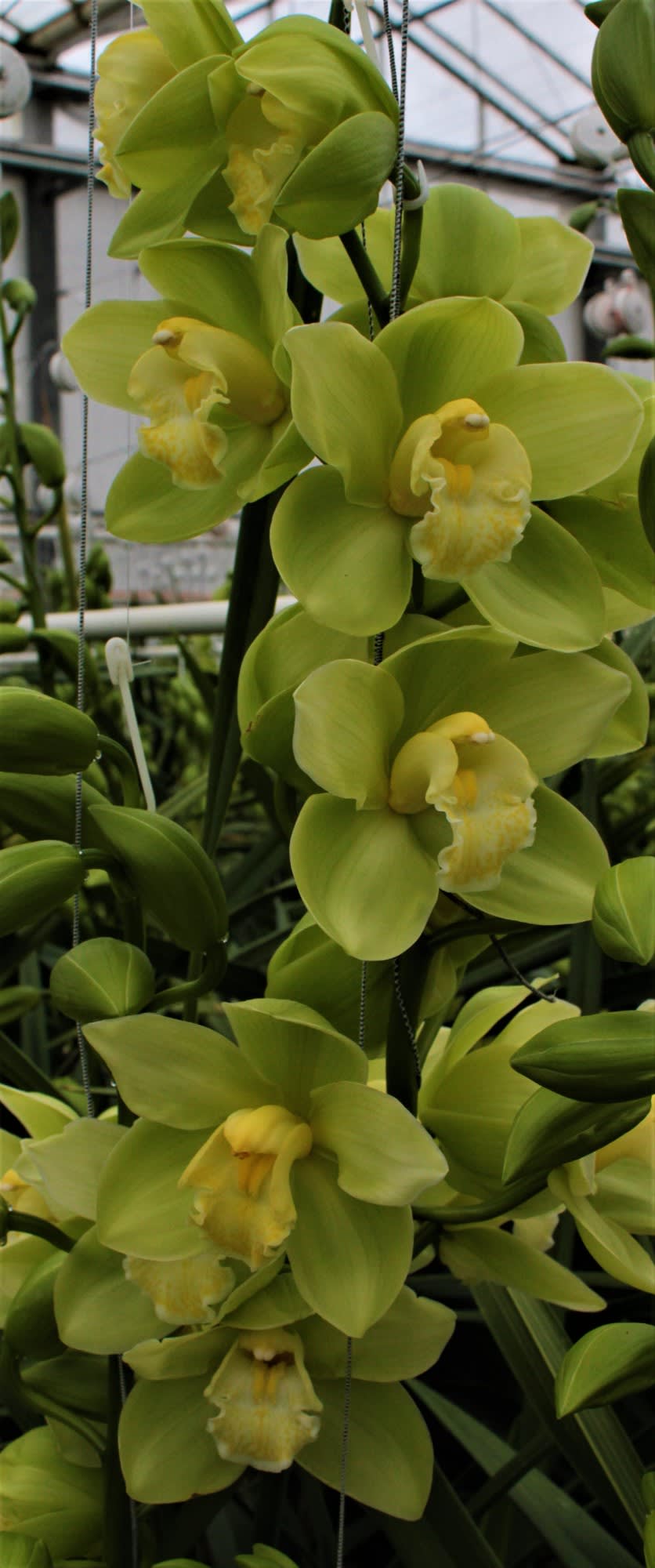 Cymbidium large flowered MINT ICE