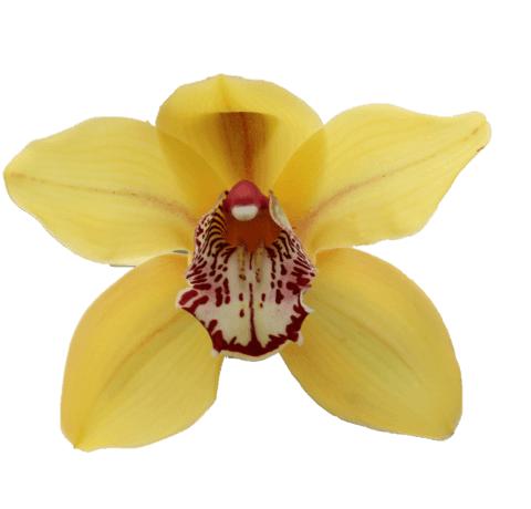 Cymbidium large flowered LA VIE STELLA