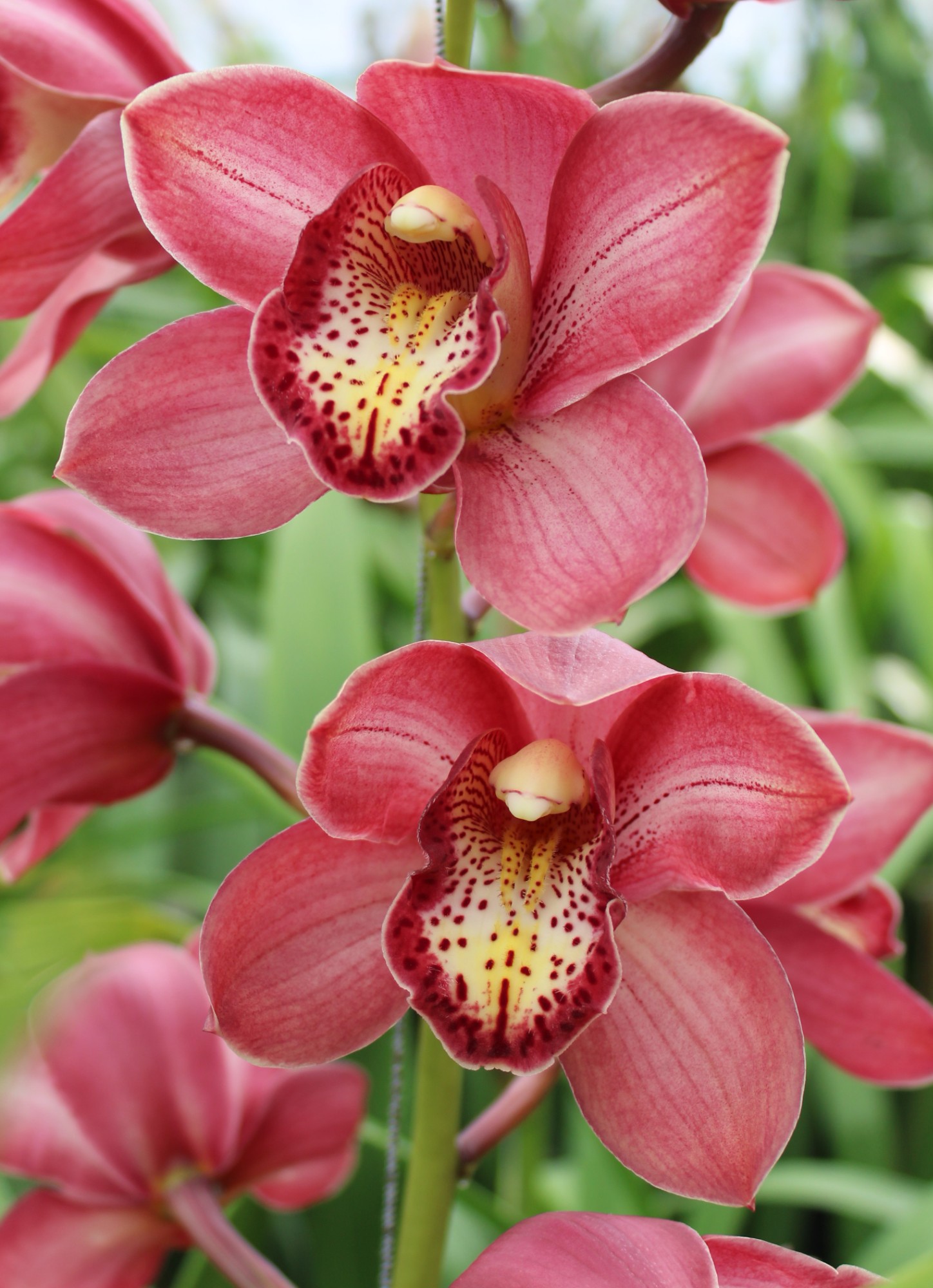 Cymbidium large flowered BOLOGNA