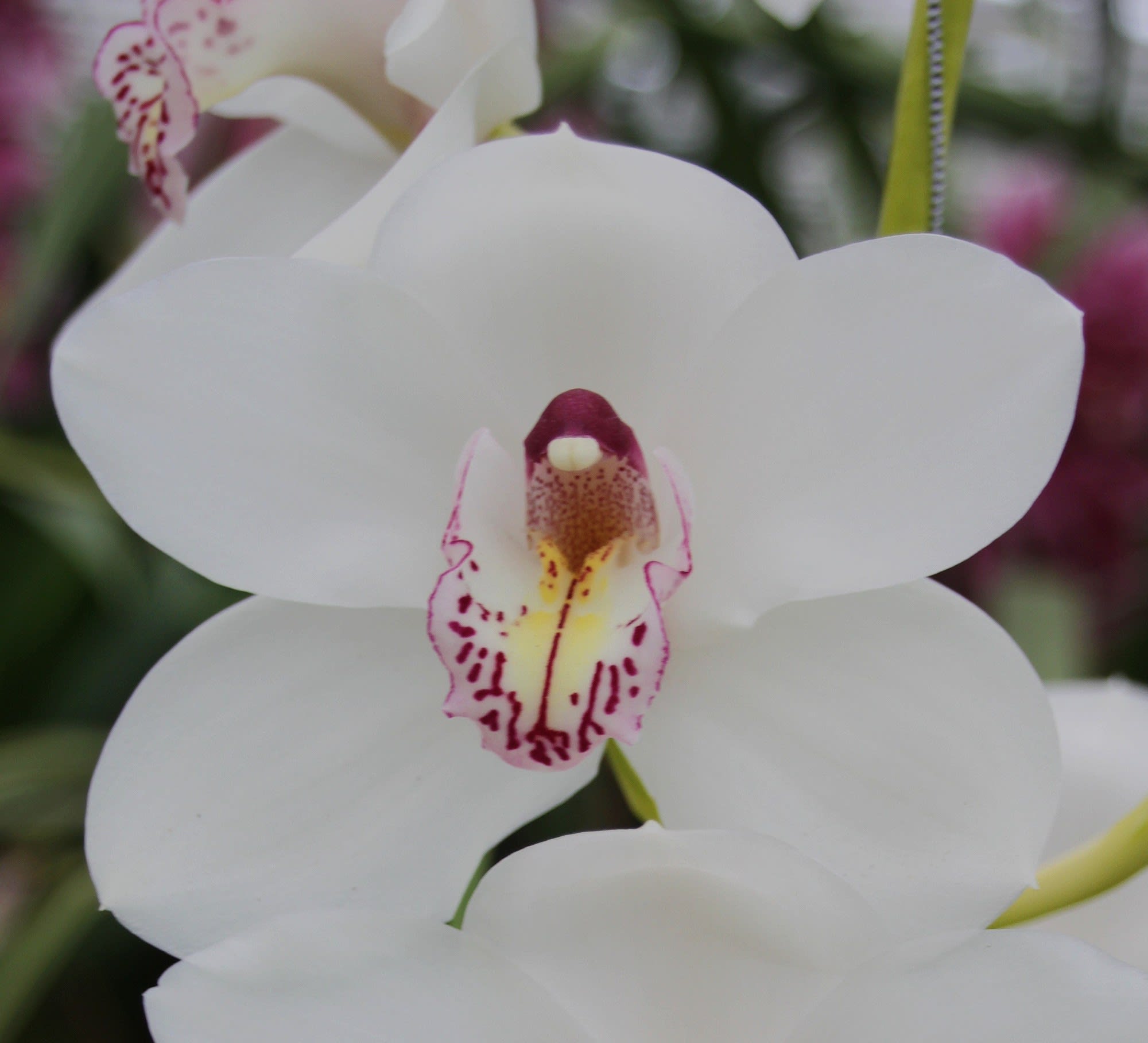 Cymbidium large flowered VANITY