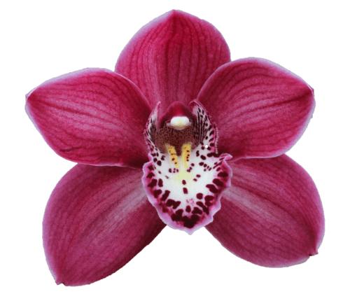 Cymbidium large flowered THOMAS