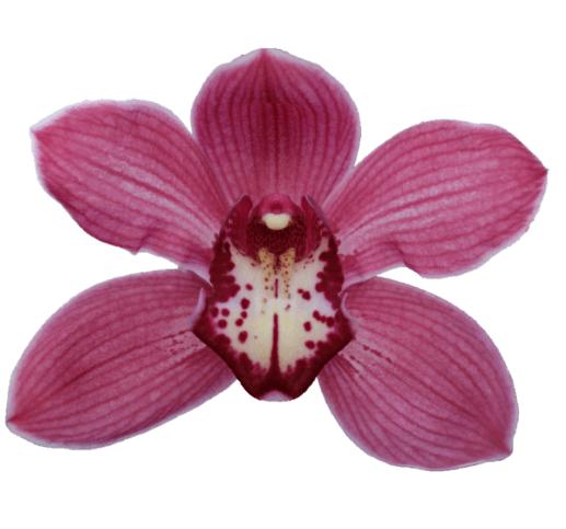 Cymbidium large flowered RED DREAM