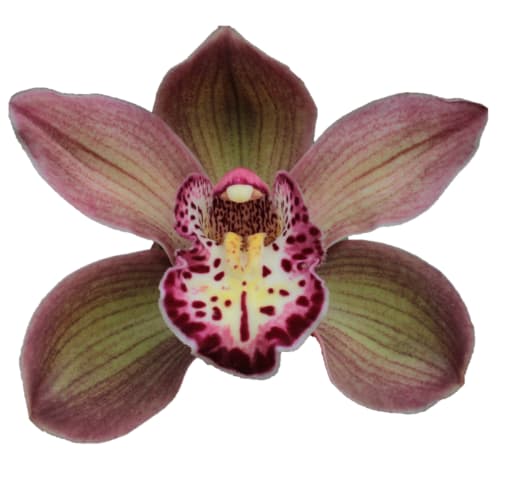 Cymbidium large flowered DARK SAPPHIRE