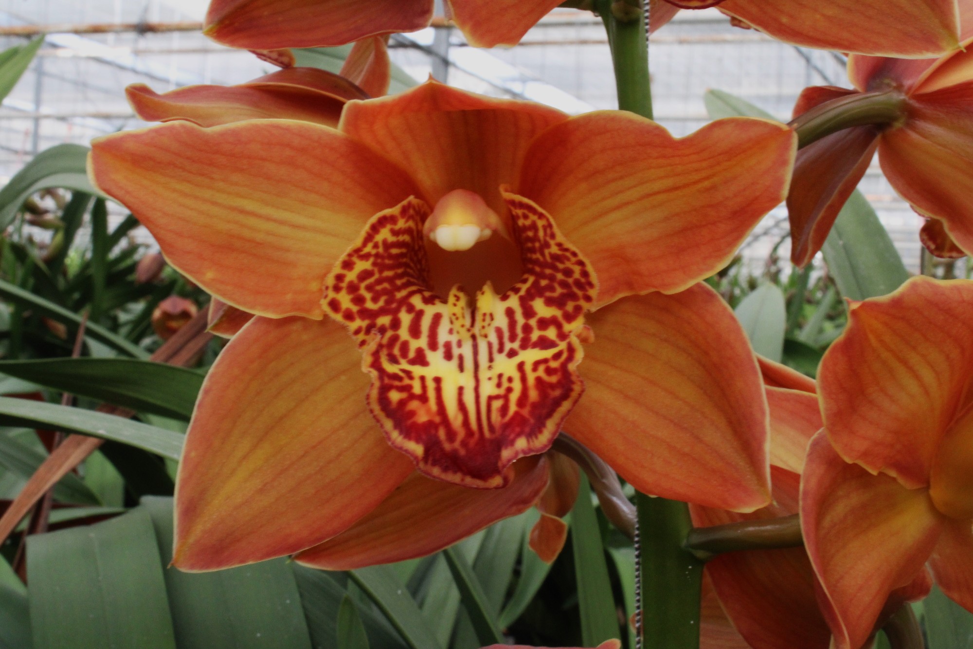 Cymbidium large flowered COGNAC