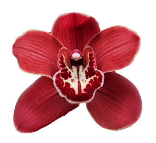 Cymbidium large flowered FLAMEFLOR