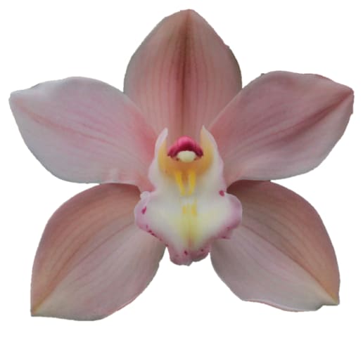 Cymbidium large flowered SALM DELIGHT