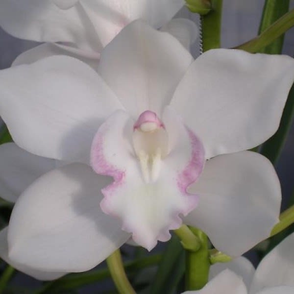 Cymbidium large flowered SNOWCASTLE