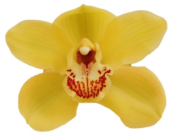 Cymbidium large flowered DIONA