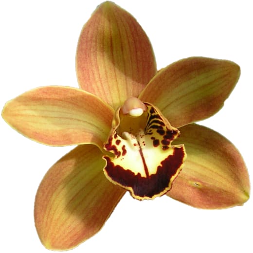 Cymbidium large flowered CHARLY BROWN