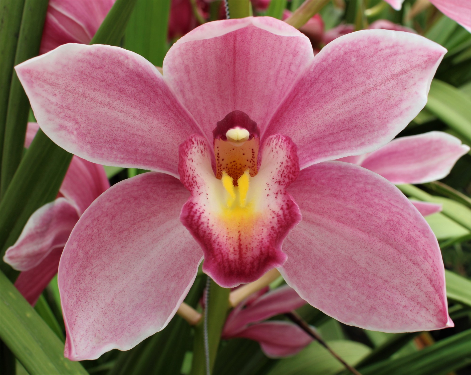 Cymbidium large flowered RUBY ROSE