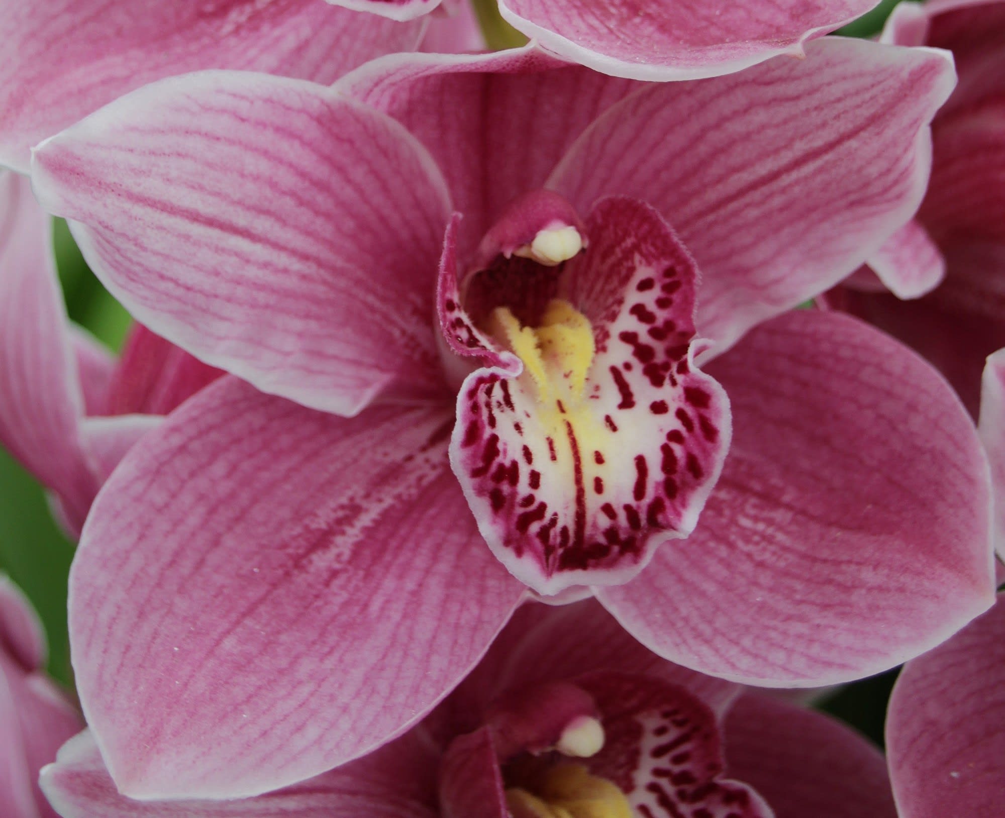 Cymbidium large flowered AUSTRAL PINK