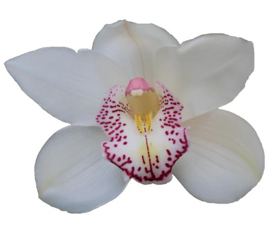 Cymbidium large flowered HMS LISETTE