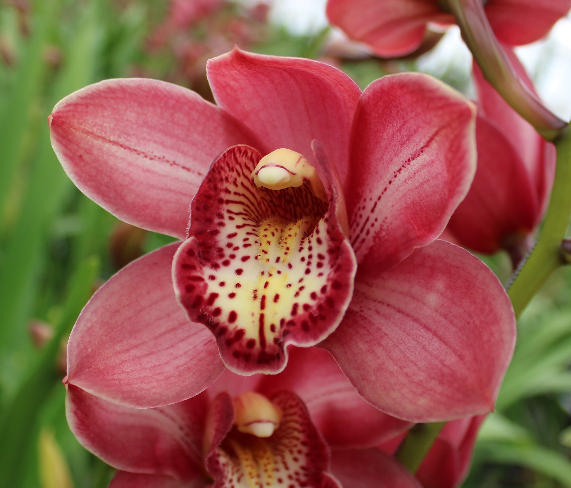 Cymbidium large flowered BOLOGNA