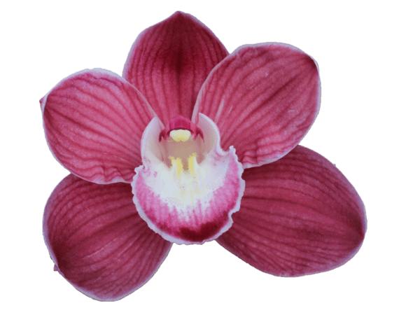 Cymbidium large flowered JANNIE