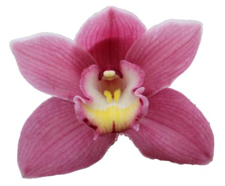 Cymbidium large flowered BD ROSANNA