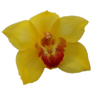 Cymbidium large flowered GOLDEN FLEECE