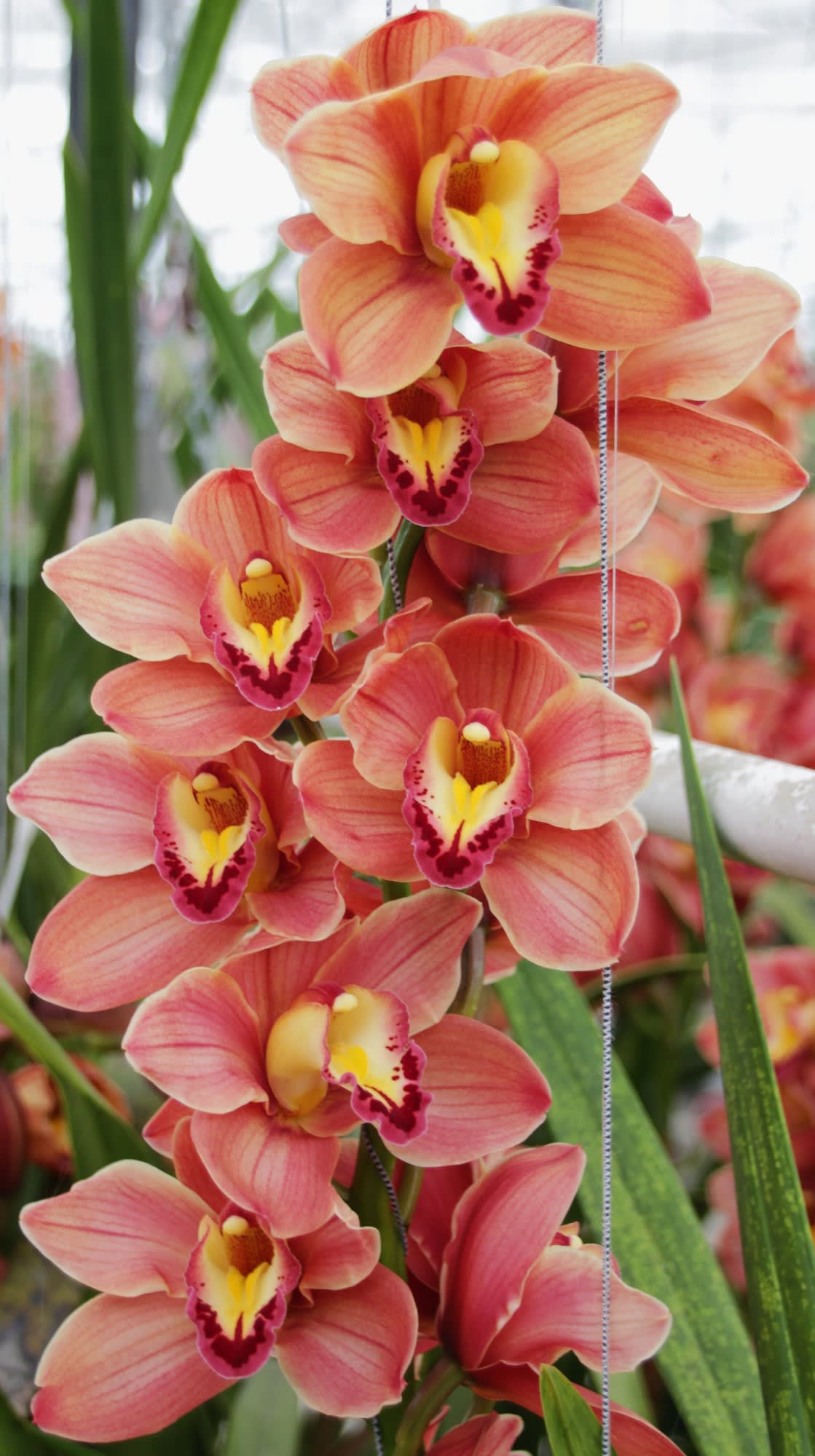 Cymbidium large flowered TREASURE