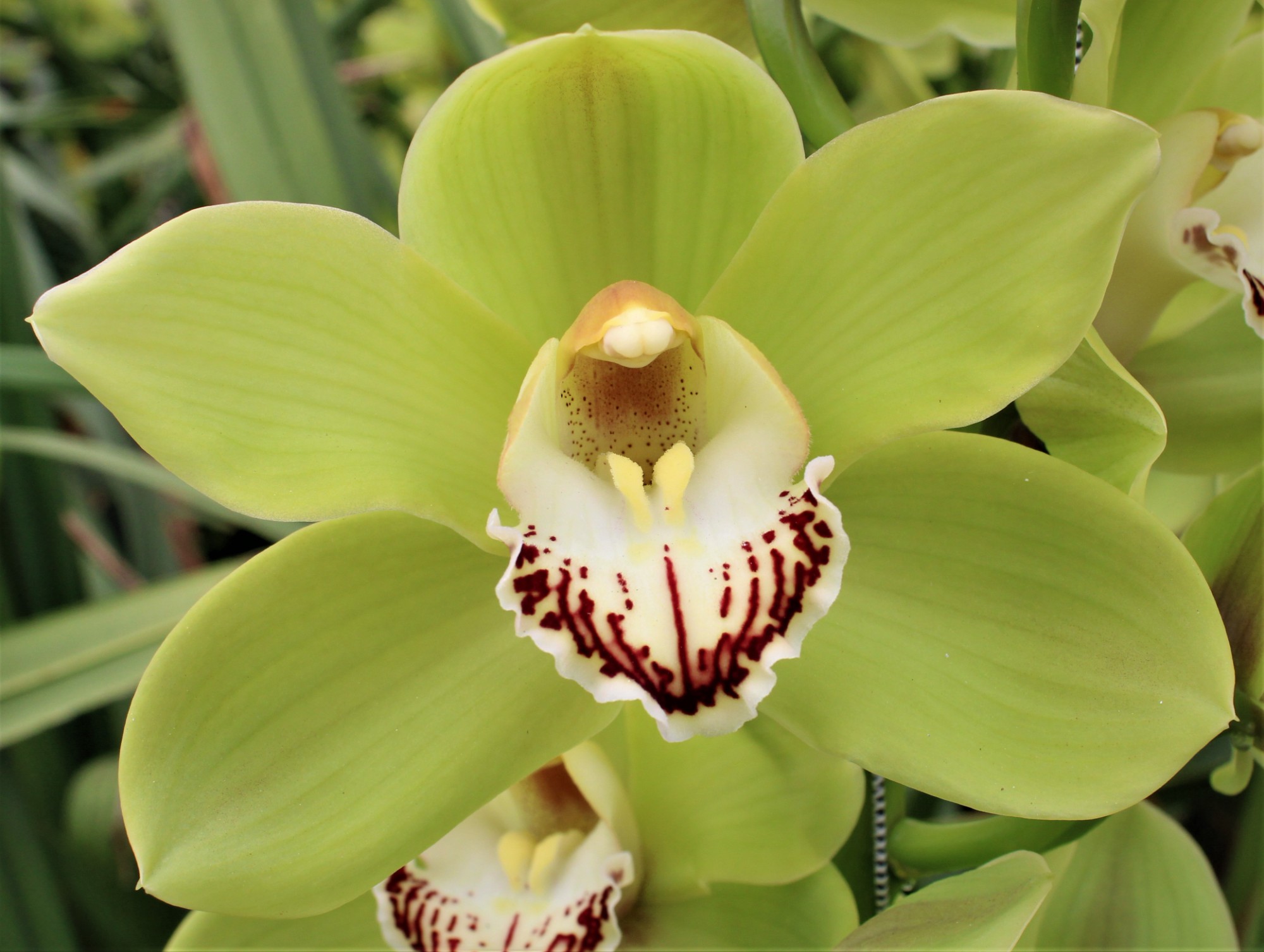 Cymbidium large flowered OVATI EMERALD