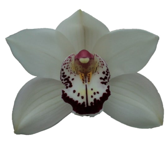 Cymbidium large flowered MRS. ESMEE