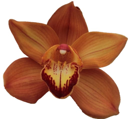 Cymbidium large flowered ARANCIA