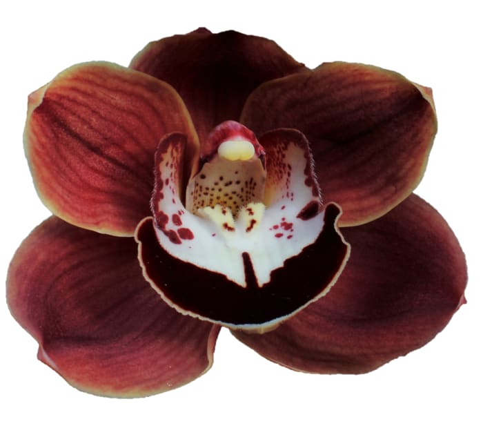 Cymbidium large flowered CHOCOLAT