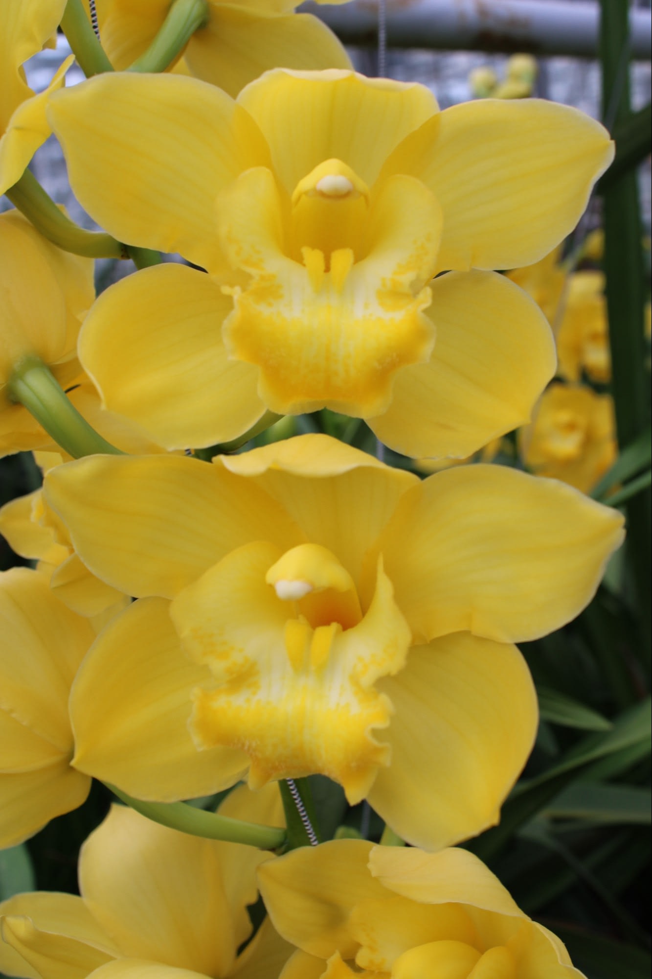 Cymbidium large flowered ALBINO YELLOW