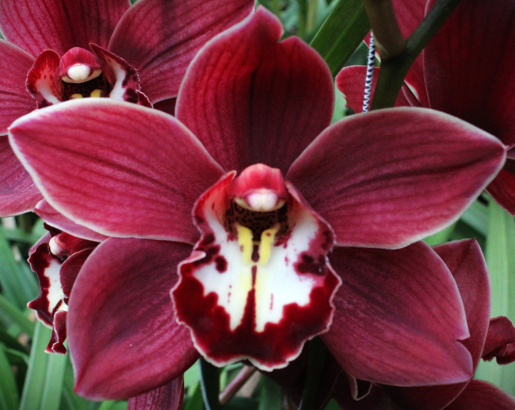 Cymbidium large flowered PRIWINE