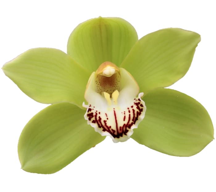 Cymbidium large flowered OVATI EMERALD