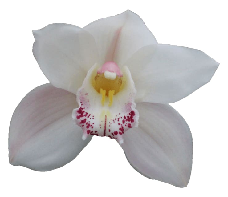 Cymbidium large flowered STEFFI