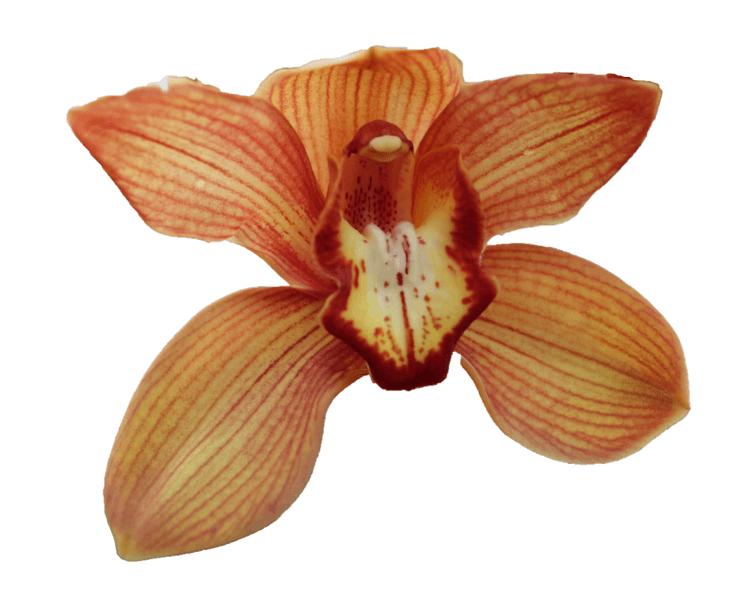 Cymbidium large flowered ORANJE HOLLAND