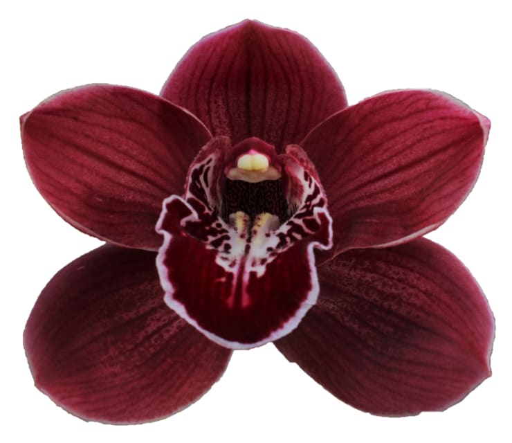 Cymbidium large flowered HADES