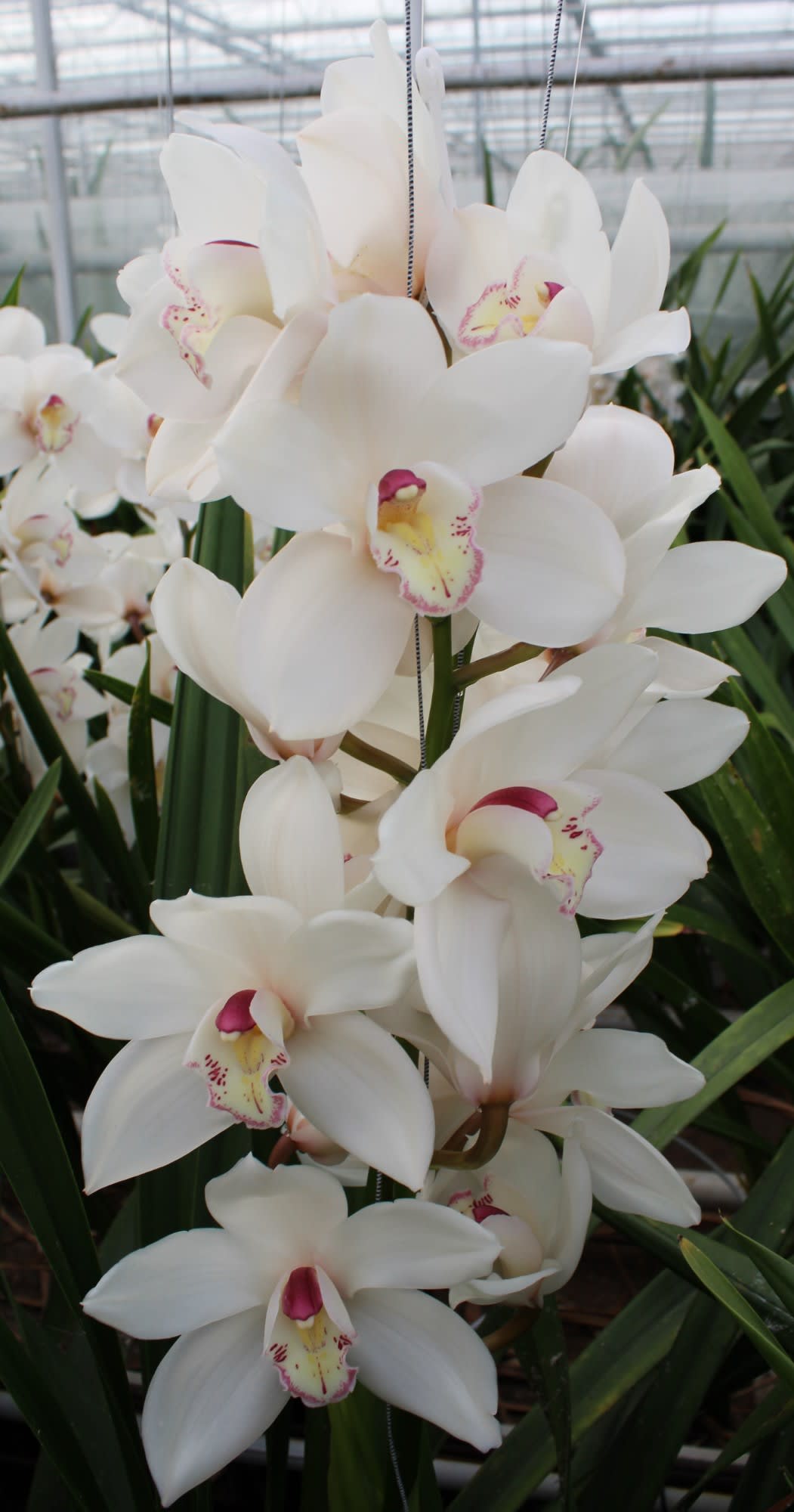 Cymbidium large flowered ANTONELLA