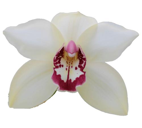 Cymbidium large flowered IVORY