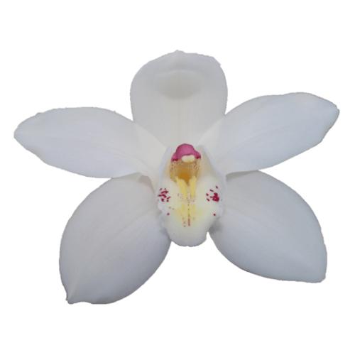 Cymbidium large flowered Op fles wit