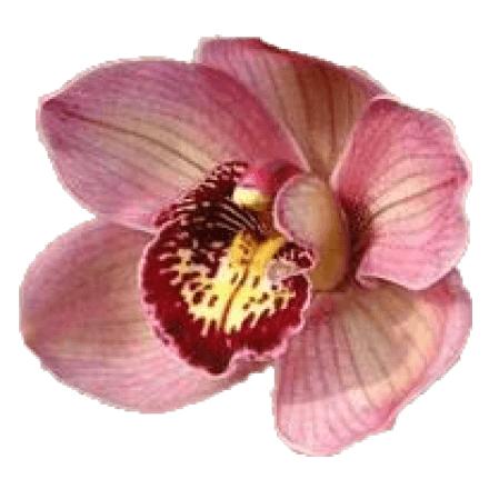 Cymbidium large flowered JANNET