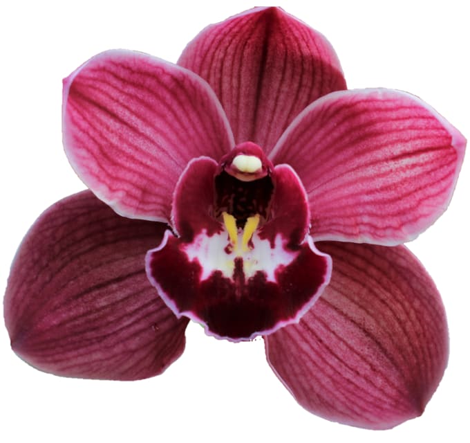 Cymbidium large flowered HMS BONFIRE