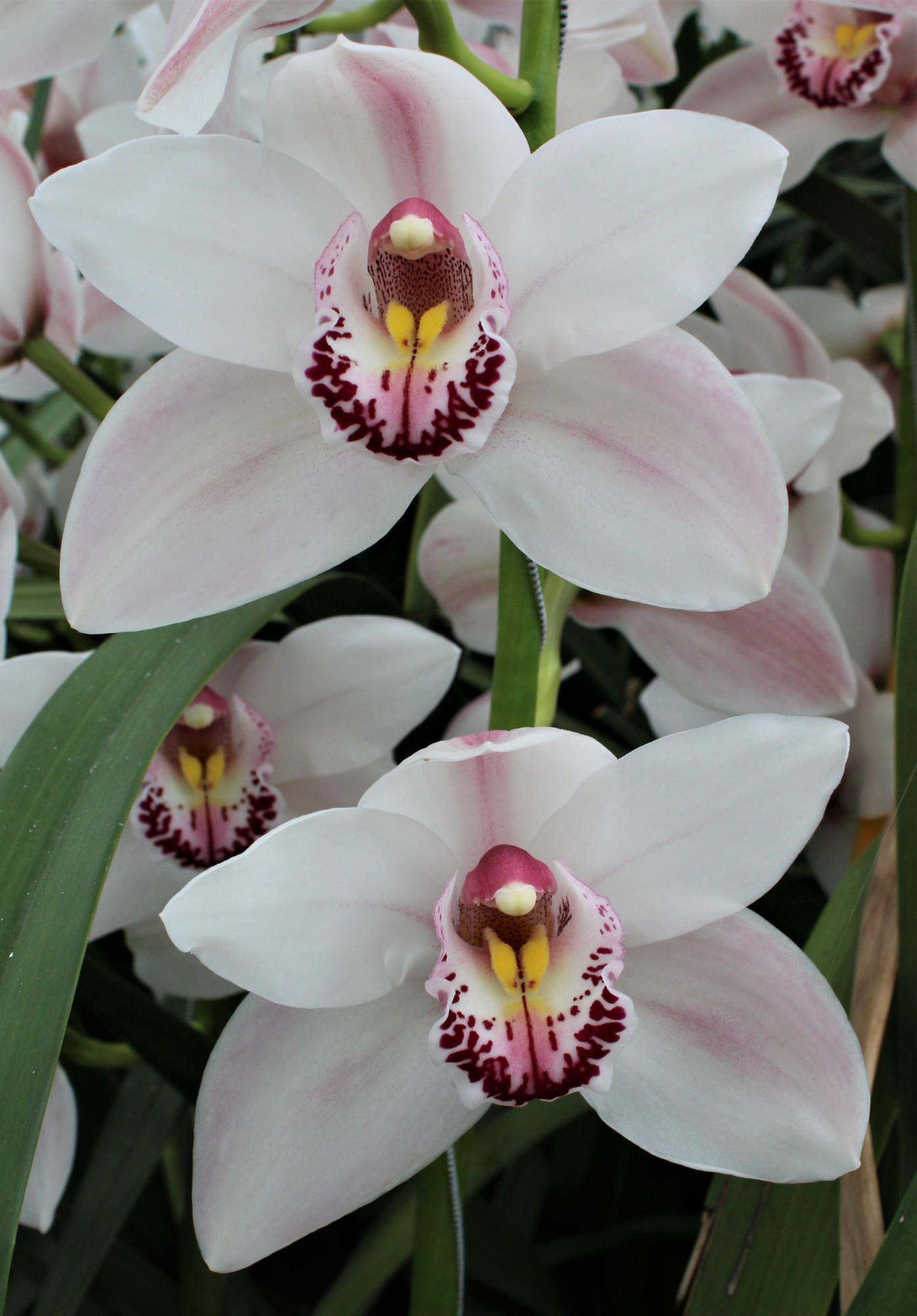 Cymbidium large flowered WESTERN ROSE