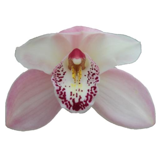 Cymbidium large flowered SUMMER MAGIC PINK