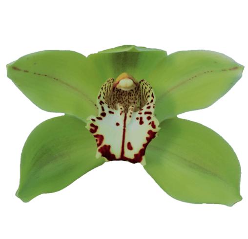 Cymbidium large flowered BONYONI