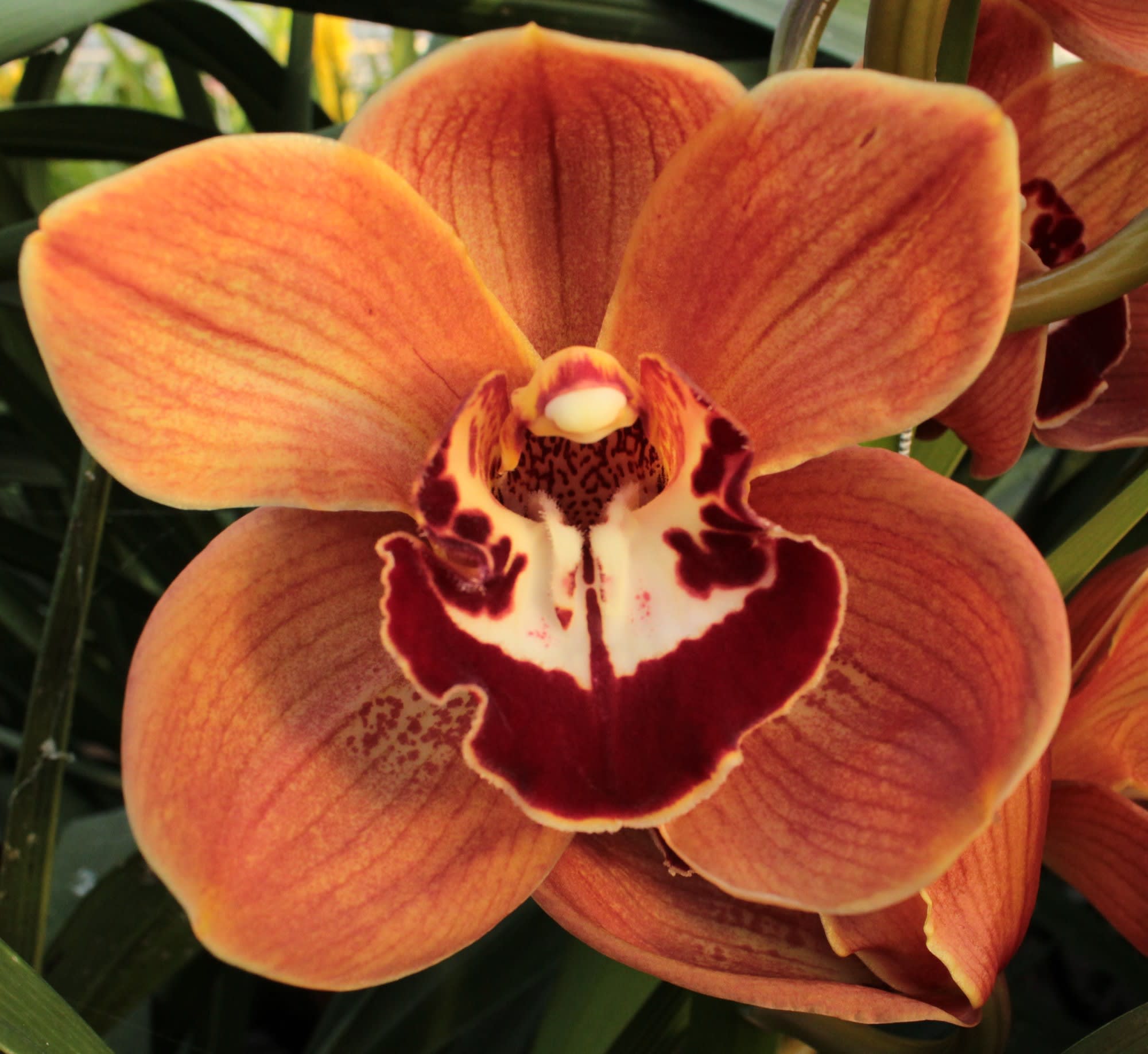 Cymbidium large flowered KING ALEX