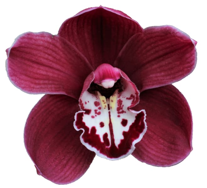 Cymbidium large flowered R KER MERLOT