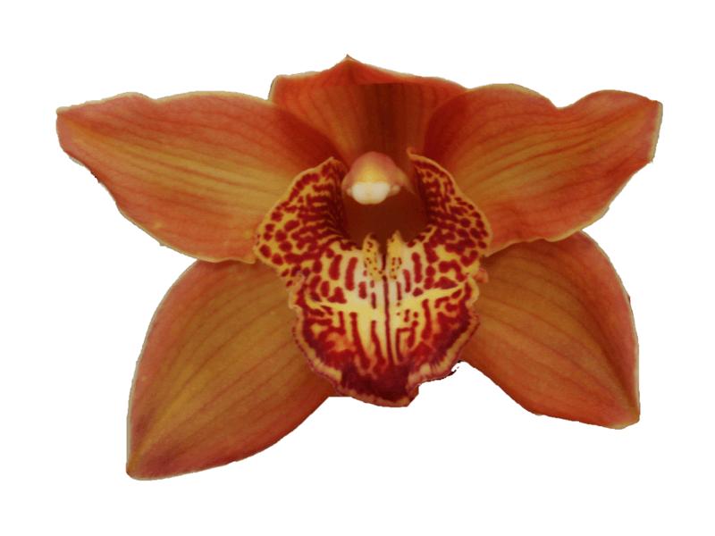 Cymbidium large flowered COGNAC