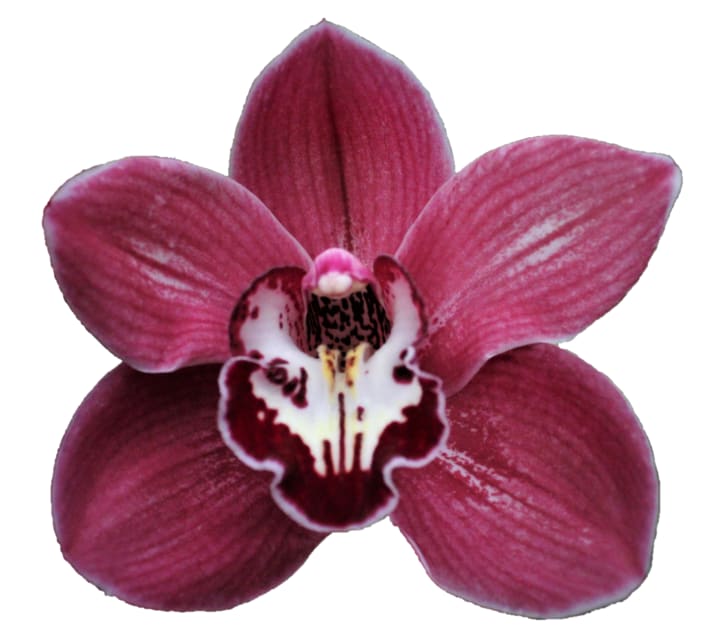 Cymbidium large flowered SO GORGEOUS