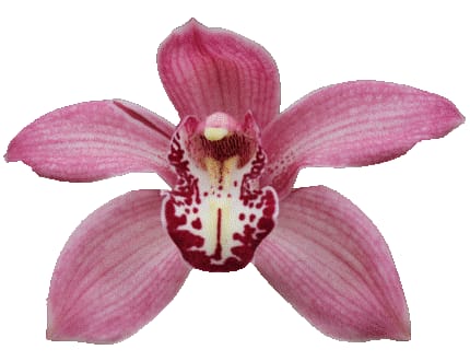 Cymbidium large flowered ROYAL PEARL