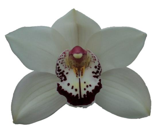 Cymbidium large flowered ESMEE